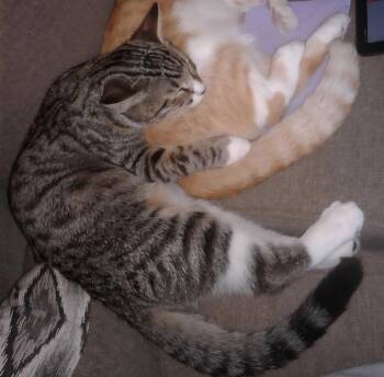 Rescue Domestic Short Hair Cats for Adoption in Warner Robins, Georgia - Peanut Butter | PetCurious