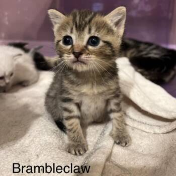 Brambleclaw -  Domestic Short Hair Cat for Adoption in Brownsboro, Alabama - Brambleclaw | PetCurious