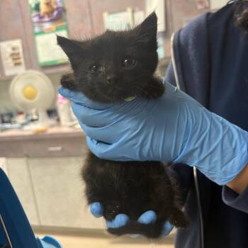 Kimiko -  Domestic Short Hair Cat for Adoption in Newark, New Jersey - Kimiko | PetCurious