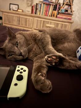 Russian Blue Cats Available for Adoption in Phoenix, Arizona - Mister Mateo  | PetCurious