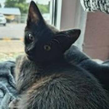 Isabelle -  Domestic Short Hair Cat for Adoption in Knoxville, Tennessee - Isabelle | PetCurious