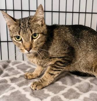 Piper -  Domestic Short Hair Cat for Adoption in Dalton, Georgia - Piper | PetCurious