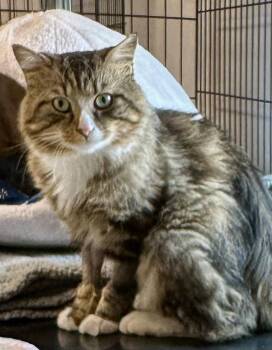 Spruce -  Domestic Medium Hair Cat for Adoption in Wells, Maine - Spruce | PetCurious