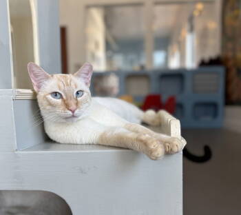 Rescue Siamese and Domestic Short Hair Cats for Adoption in Oakland, California - Blaze | PetCurious