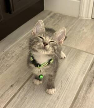 Ash -  Tabby and American Shorthair Cat for Adoption in Maitland, Florida - Ash | PetCurious