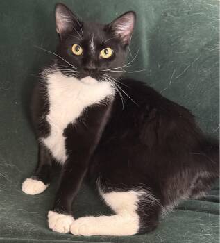 Olive -  Domestic Medium Hair Cat for Adoption in Corrales, New Mexico - Olive | PetCurious