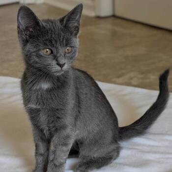 Meredith -  Domestic Short Hair Cat for Adoption in Huntsville, Alabama - Meredith | PetCurious