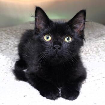 Mr. Colby -  Domestic Medium Hair Cat for Adoption in Michigan City, Indiana - Mr. Colby | PetCurious