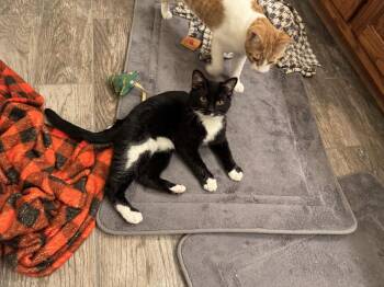 American Shorthair Cats Available for Adoption - HANK & OZZY | PetCurious