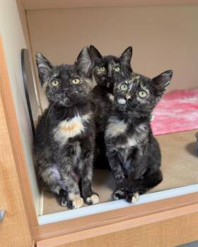 CUPCAKE -  Domestic Short Hair Cat for Adoption in Dedham, Massachusetts - CUPCAKE | PetCurious