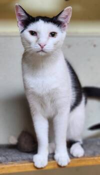 Rescue Domestic Short Hair Cats for Adoption in Walnutport, Pennsylvania - Chip | PetCurious