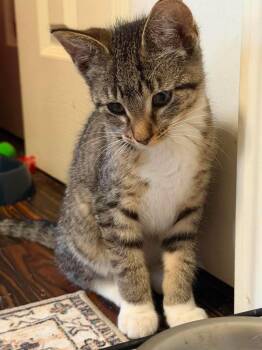 Mittins -  Domestic Short Hair Cat Available for Adoption in Taycheedah, Wisconsin - Mittins | PetCurious