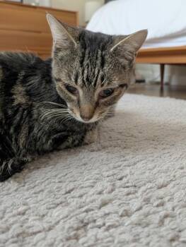 Domestic Short Hair Cats Available for Adoption in Warner Robins, Georgia - Tiramisu | PetCurious