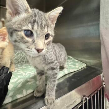 Valencia -  Domestic Short Hair Cat for Adoption in Murray, Utah - Valencia | PetCurious