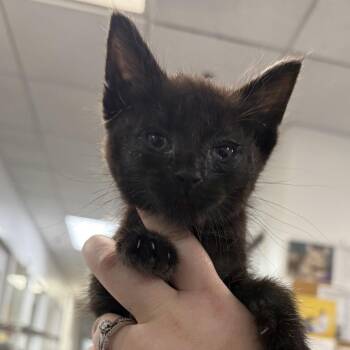 Domestic Short Hair Cats Available for Adoption in Los Angeles, California - M&M | PetCurious