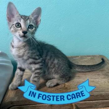 LOUIE -  Domestic Short Hair Cat for Adoption in Tallahassee, Florida - LOUIE | PetCurious