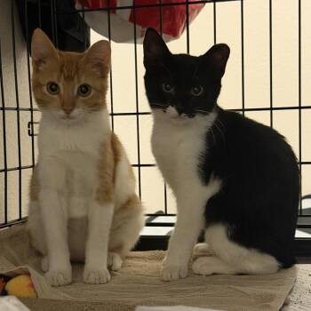 Simba -  Domestic Short Hair Cat for Adoption in Houston, Texas - Simba | PetCurious