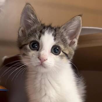 Lisa -  Domestic Short Hair Cat for Adoption in Middlebury, Vermont - Lisa | PetCurious