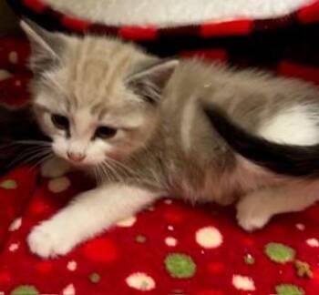 Calligraphy -  Domestic Short Hair Cat for Adoption in Mason City, Iowa - Calligraphy | PetCurious