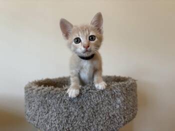 Rescue Domestic Short Hair Cats for Adoption in Bryan, Texas - Chips | PetCurious