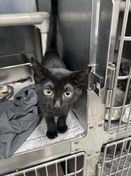 Nightshade -  Domestic Short Hair Cat for Adoption in Evansville, Indiana - Nightshade | PetCurious