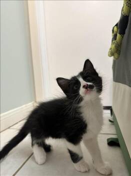 Domestic Medium Hair Cats Available for Adoption - KITTEN 5 | PetCurious