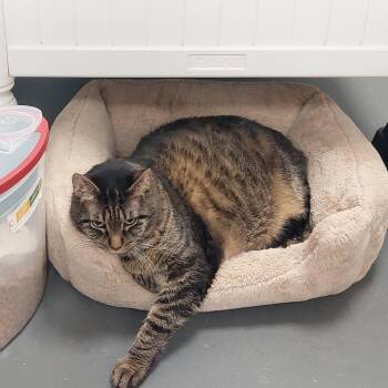 Rescue Domestic Short Hair Cats for Adoption in Williamsport, Pennsylvania - Kevin | PetCurious