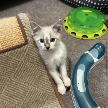 Yeti -  Domestic Short Hair and Siamese Cat for Adoption in Harrisonburg, Virginia - Yeti | PetCurious