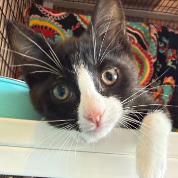 Domestic Short Hair Cats Available for Adoption in Chicago, Illinois - New School | PetCurious