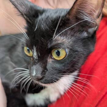 Domestic Short Hair Cats Available for Adoption - Chivalry | PetCurious