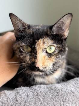 Cameron -  Domestic Short Hair Cat for Adoption in Menomonie, Wisconsin - Cameron | PetCurious