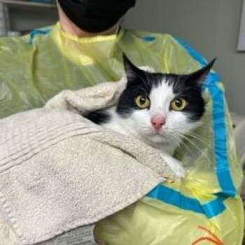 Domestic Short Hair Cats Available for Adoption in Mt. Juliet, Tennessee - Roman | PetCurious