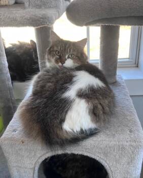 Domestic Short Hair Cats Available for Adoption in Windsor, Connecticut - Missy Mae | PetCurious