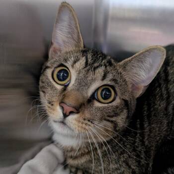 Domestic Short Hair Cats Available for Adoption in Blairsville, Georgia - Peter | PetCurious