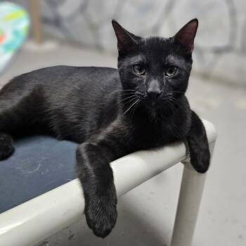 Rescue Domestic Short Hair Cats for Adoption in Laredo, Texas - Jet | PetCurious