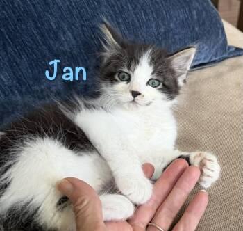 Jan -  Domestic Medium Hair Cat for Adoption in Reston, Virginia - Jan | PetCurious