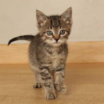 Layla C71072 -  Domestic Short Hair Cat for Adoption in Minnetonka, Minnesota - Layla C71072 | PetCurious