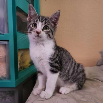 Rescue American Shorthair Cats for Adoption in Allen, Texas - Clawford | PetCurious