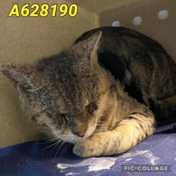 TIGER -  Domestic Short Hair Cat for Adoption in San Antonio, Texas - TIGER | PetCurious