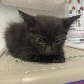 Ally -  Domestic Short Hair and Mixed Breed Cat for Adoption in Spruce Pine, North Carolina - Ally | PetCurious