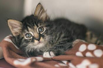Domestic Short Hair Cats Available for Adoption in Charlotte, North Carolina - MOON | PetCurious