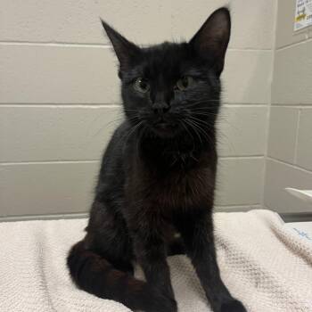 Sasha -  Domestic Short Hair Cat for Adoption in Bristol, Indiana - Sasha | PetCurious