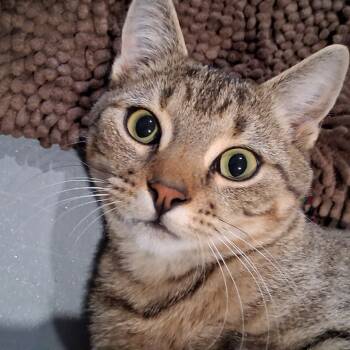 Rescue Domestic Short Hair Cats for Adoption in Chanute, Kansas - Patrick | PetCurious