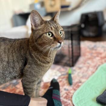 Mr Meowington -  Domestic Short Hair Cat for Adoption in Lewisville, Texas - Mr Meowington | PetCurious