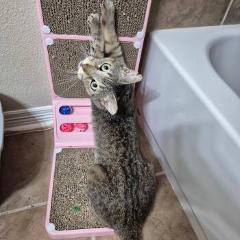 Tigger -  Domestic Short Hair Cat for Adoption in Houston, Texas - Tigger | PetCurious