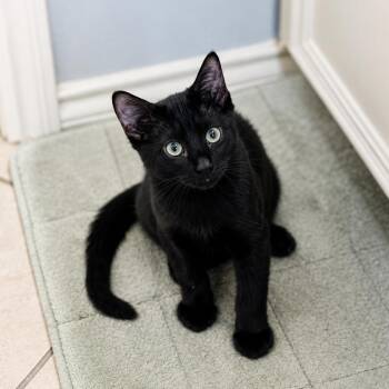 Burger -  Domestic Short Hair Cat for Adoption in Houston, Texas - Burger | PetCurious