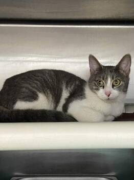 Domestic Short Hair Cats Available for Adoption - Mairi - At Shelter | PetCurious
