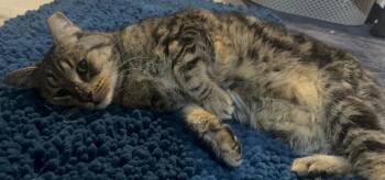 Domestic Short Hair and Tabby Cats Available for Adoption in Chandler, Arizona - Simon Elderpaws | PetCurious