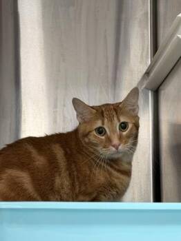 Domestic Short Hair Cats Available for Adoption - Bruno | PetCurious