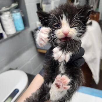 Domestic Short Hair Cats Available for Adoption in Summerville, South Carolina - Magnifico | PetCurious